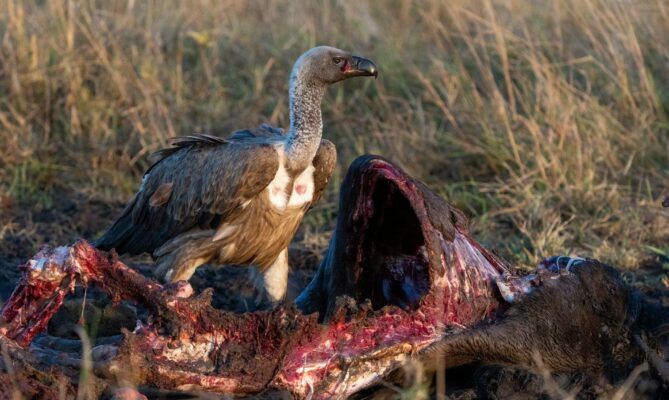 V Keni bylo rozkládání mršin hospodářských zvířat téměř třikrát pomalejší, když se na jejich likvidaci nepodíleli supi. Ilustrační foto: Ahmed Galal, Unsplash