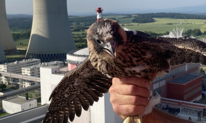 Sokol stěhovavý v Jaderné elektrárně Temelín. Foto: poskytnuto společností ČEZ