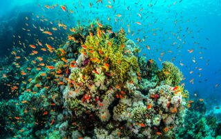Biodiverzita je základem pro odolnost ekosystémů, na kterých závisí i lidstvo. Foto: Getty Images