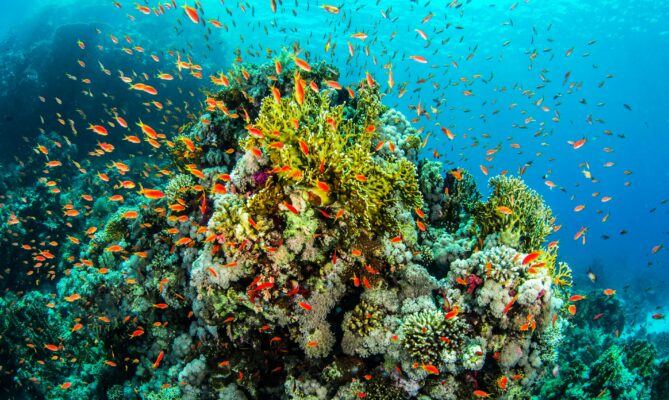 Biodiverzita je základem pro odolnost ekosystémů, na kterých závisí i lidstvo. Foto: Getty Images