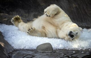 Lední medvědi dostali kvůli vedru v pražské ZOO na osvěžení tři tuny ledu. Ledové dny dělala ZOO už loni. Na jednom místě je led i pro návštěvníky. Foto: ČTK