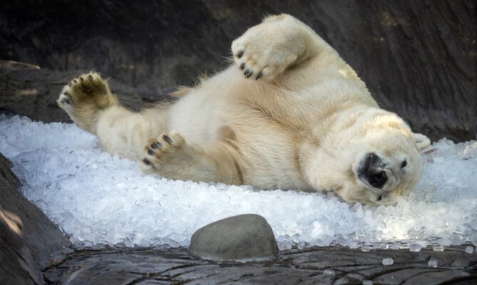Lední medvědi dostali kvůli vedru v pražské ZOO na osvěžení tři tuny ledu. Ledové dny dělala ZOO už loni. Na jednom místě je led i pro návštěvníky. Foto: ČTK