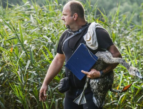 Práci nám komplikují debilní příběhy na sociálních sítích. Neberte zvířata z přírody, říká zvířecí záchranář