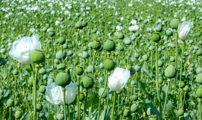 Většina celosvětové výroby morfinu dodnes pochází z máku setého. Foto: Ricky LK, Unsplash