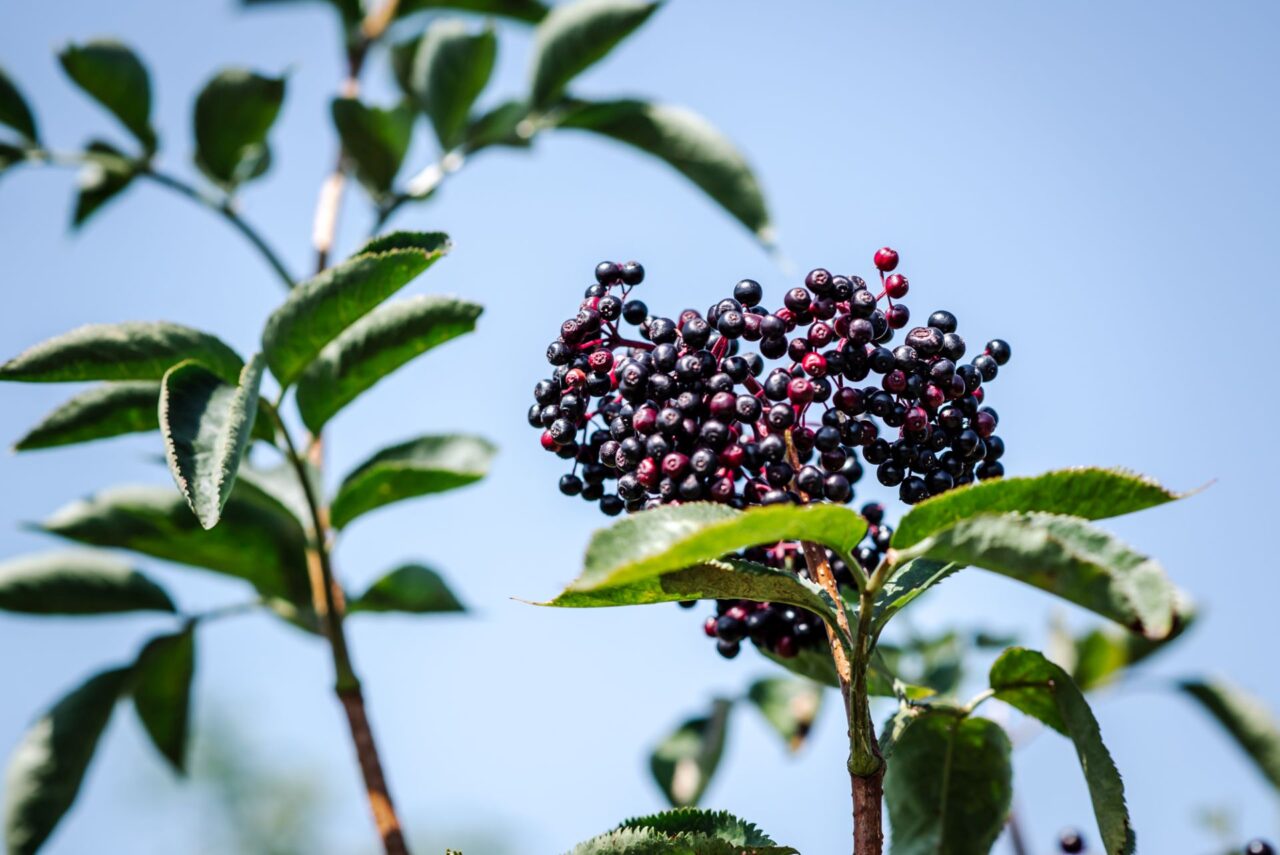 O certifikaci bio Farma Křížov nakonec nepřišla. Foto: Kateřina Hefler, Ekonews