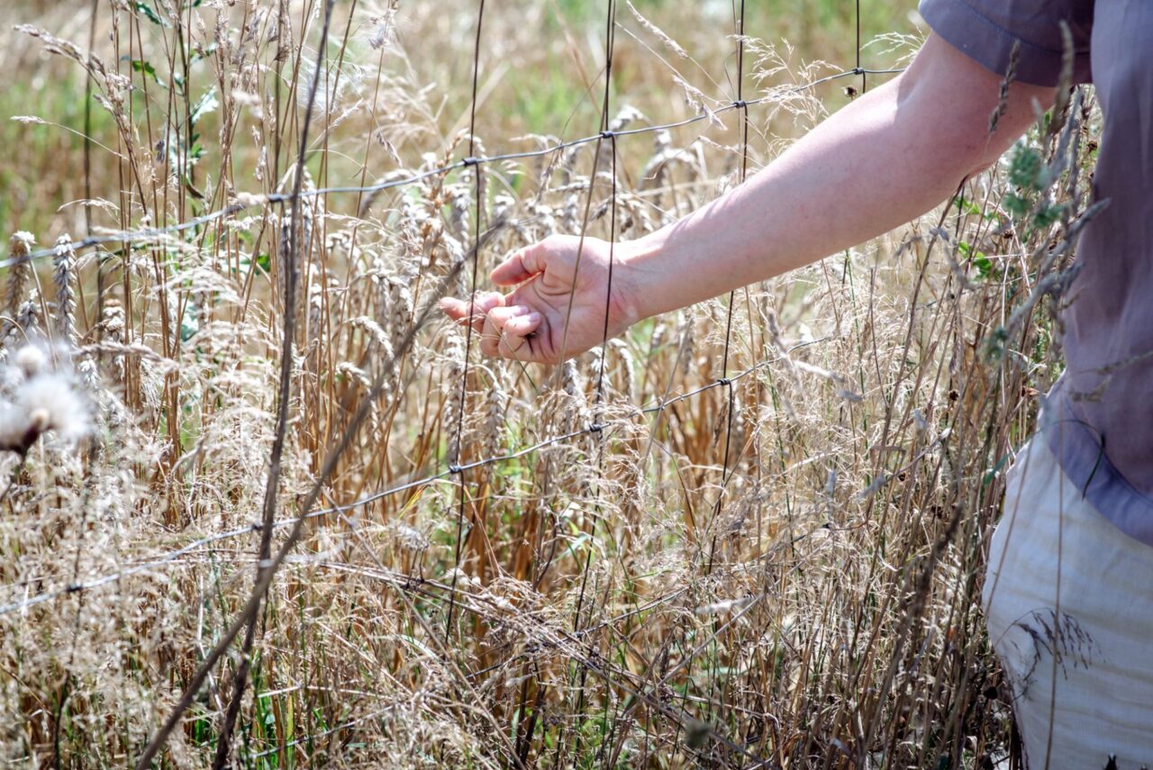 Konvenční zemědělec může stříkat chemikálie až na samou hranici pozemku. Foto: Kateřina Hefler, Ekonews