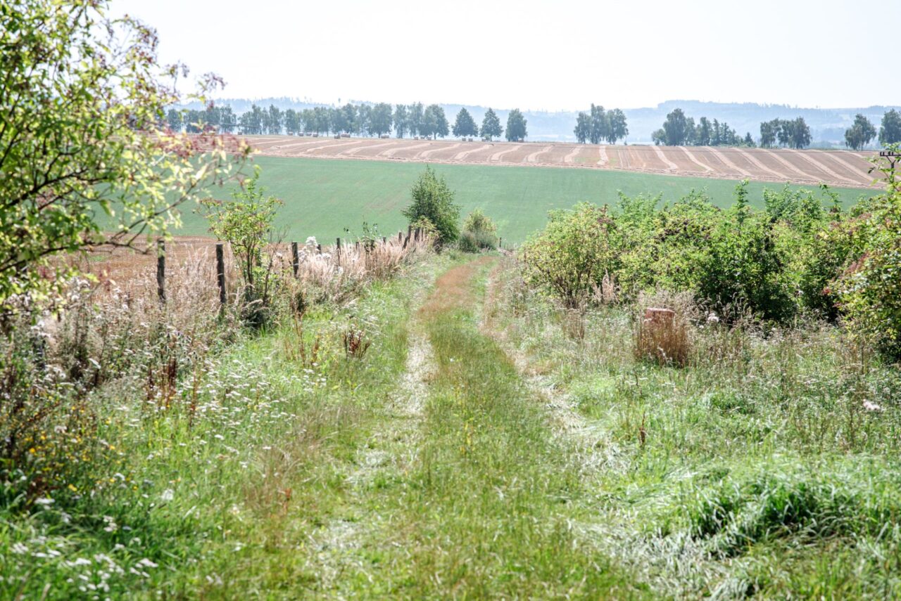 Ochranná opatření typu větrolamu, živého plotu nebo travnatého pásma musí hradit ekologický zemědělec ze svého. Foto: Kateřina Hefler, Ekonews