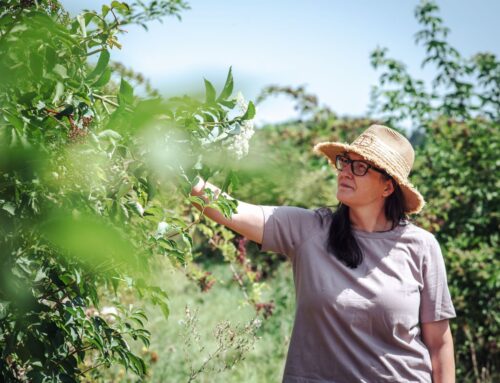 Biozemědělcům zničily pesticidy úrodu bezu. Škodu možná pokryje pojištění, ztráty ale budou víceleté