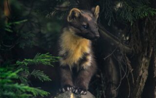 Kuna lesní. Foto: Getty Images