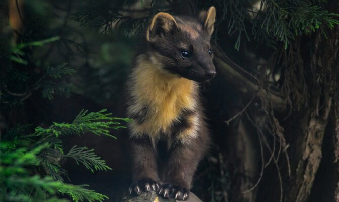 Kuna lesní. Foto: Getty Images