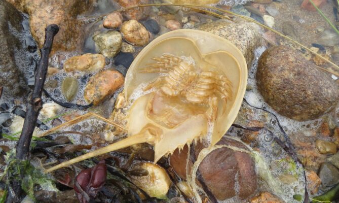 Ostrorep americký se živí drobnými živočichy, které loví na mořském dně. Foto: annquasarano, Pixabay