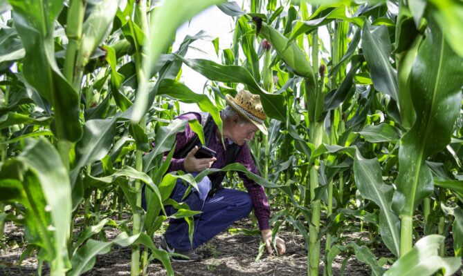 Nepotřebujete orat, nemusíte nic dělat, a přesto můžete dosáhnout úžasného výsledku, říká Mykhailo Voitovyk. Foto: N. Timčenko, Rubryka