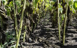 Každý rok eroze na Ukrajině odnáší až 600 milionů tun úrodné vrstvy. Foto: N. Timčenko, Rubryka