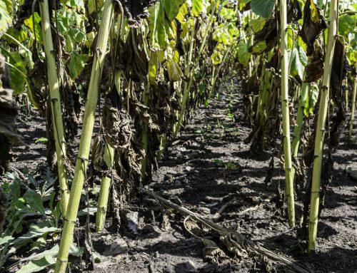 Komentář: Zemědělství podle Babiše – jedy na polích, slabší ochrana týraných zvířat a protežování agroholdingů