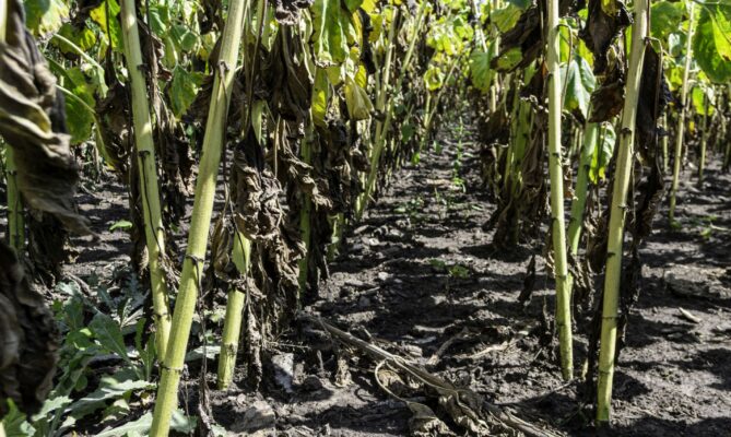 Každý rok eroze na Ukrajině odnáší až 600 milionů tun úrodné vrstvy. Foto: N. Timčenko, Rubryka