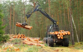 Těžba dřeva. Ilustrační foto: Getty Images