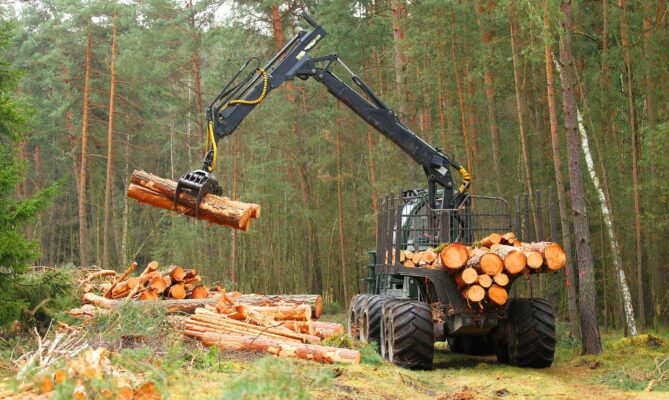 Těžba dřeva. Ilustrační foto: Getty Images