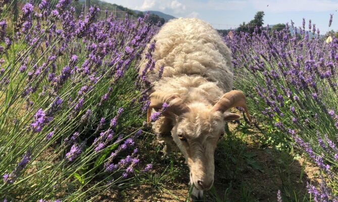 Ovce se starají o to, aby tráva nepřerostla levanduli. Foto: poskytnuto Levandulovnou