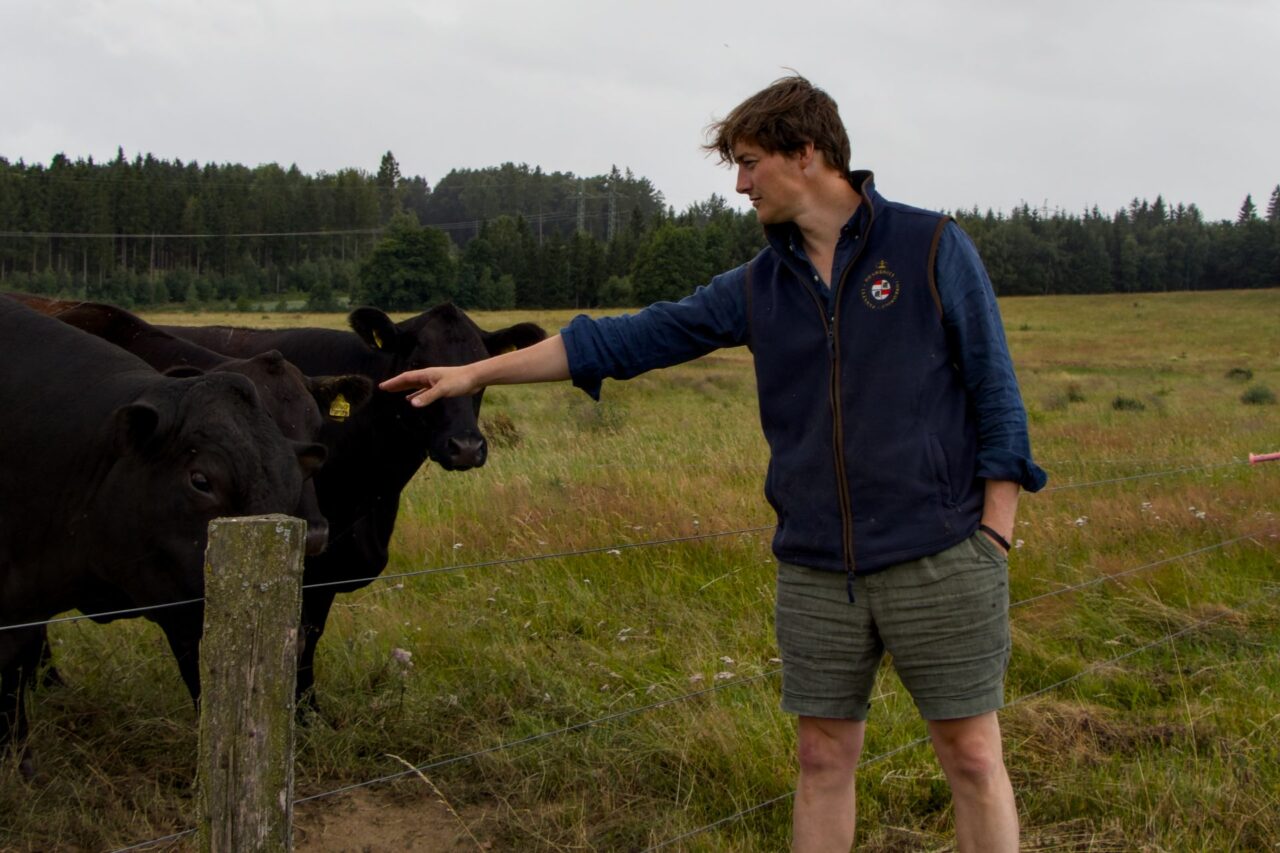 Zvířata stihnou za jeden den trávu spást zhruba do poloviny její výšky a zbytek nechají. Kořeny mohou díky tomu růst více do hloubky. Foto: Karolína Chlumecká, Ekonews