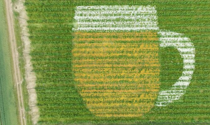 Plzeňský Prazdroj testuje regenerativní postupy pěstování ječmene a chmele spolu s farmáři a Českou zemědělskou univerzitou v Praze a brněnskou Mendelovou univerzitou. Foto: poskytnuto Plzeňským Prazdrojem