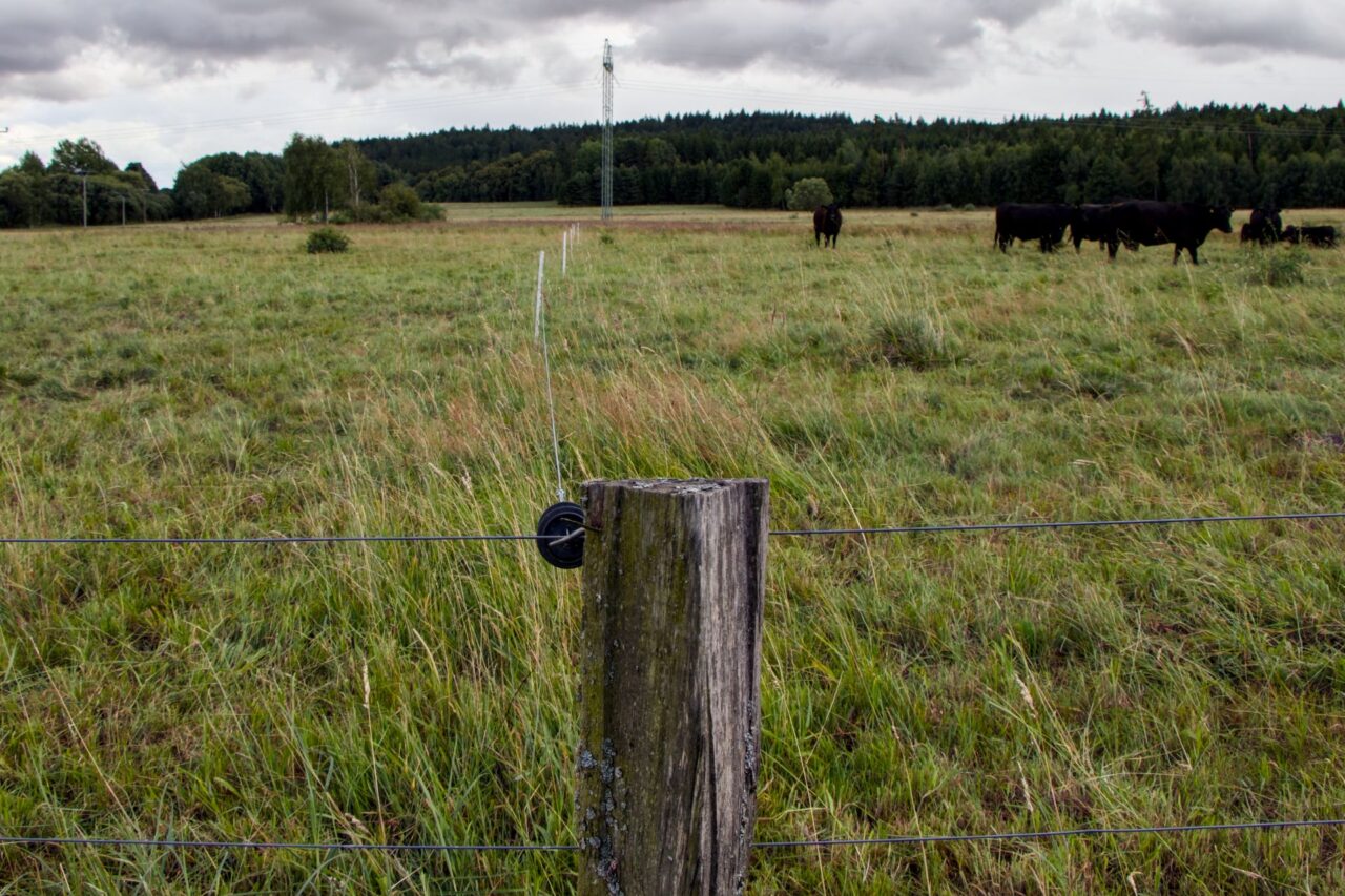 Na farmě chová skot plemene Aberdeen-angus černé barvy. Foto: Karolína Chlumecká, Ekonews