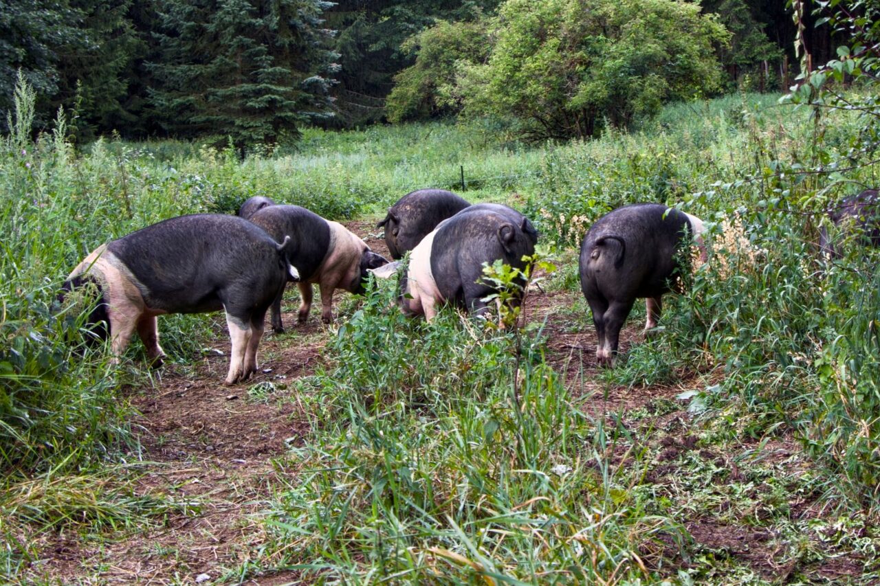 Prasata se na další část pastviny přesouvají každých čtrnáct dní, pravidelně se také dokrmují. Foto: Karolína Chlumecká, Ekonews