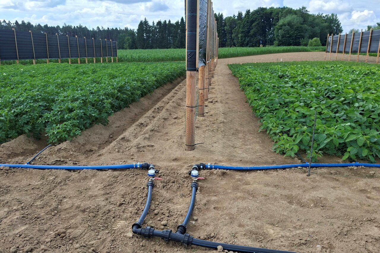 Ve Valečově na polích o rozloze půl hektaru pěstují odrůdy brambor Antonie a Adéla a sóji Adessa a Acassa. Foto: postkytnuto Výzkumným ústavem bramborářským Havlíčkův Brod