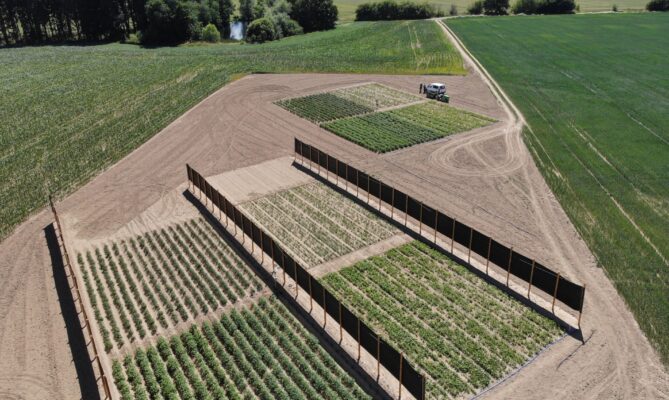 Na farmě Valečov na Vysočině vědci zkoumají, jak mohou agrovoltaické systémy pomoci zvýšit odolnost plodin. Foto: postkytnuto Výzkumným ústavem bramborářským Havlíčkův Brod