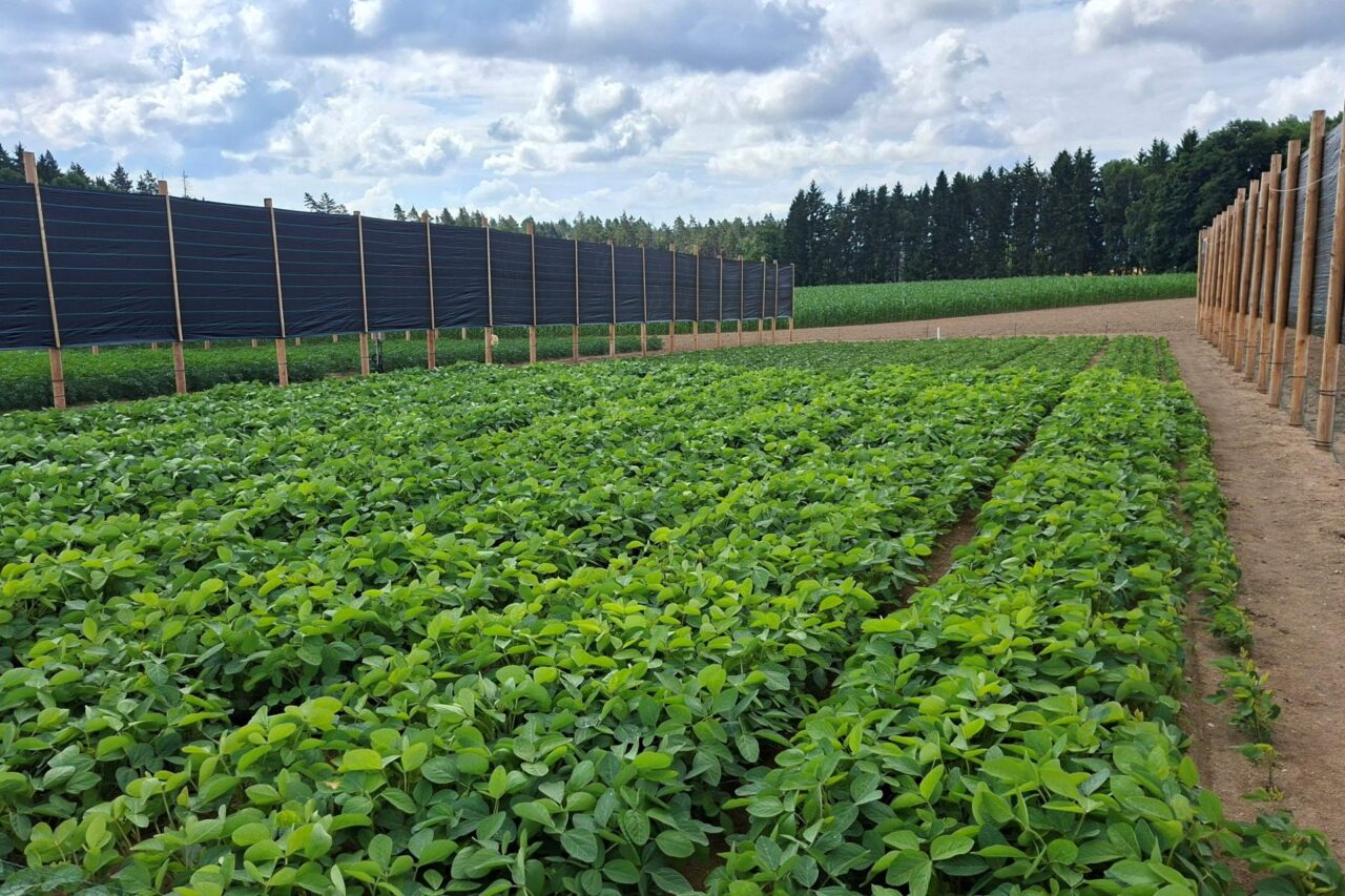 Prozatím jde o model panelů, plánovaná fotovoltaika nestojí. Foto: postkytnuto Výzkumným ústavem bramborářským Havlíčkův Brod