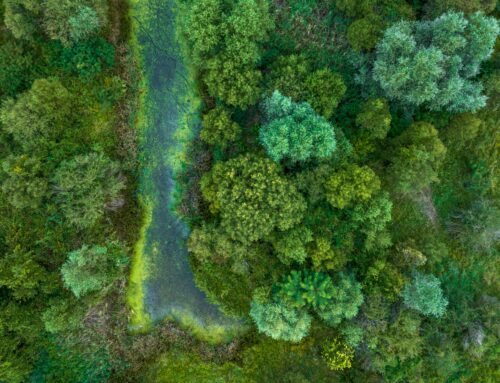 Greenwashing spojený s biodiverzitou roste. Pro firmy může představovat značné reputační i finanční riziko