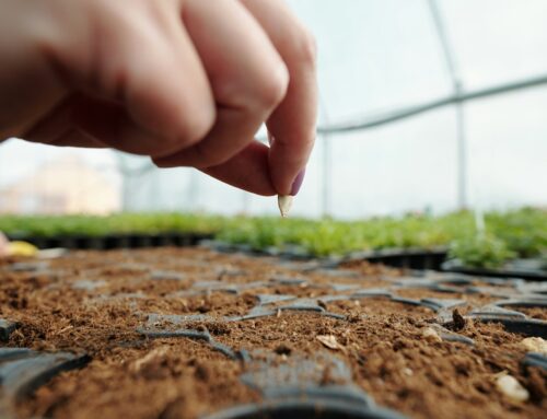 Rašelina začíná být v některých zahradnictvích tabu. Hobby markety ji zatím prodávají dál