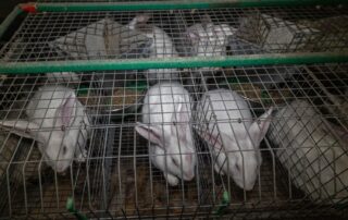 Na farmách v Evropské unii žije v klecích zhruba 70 milionů králíků. Foto: poskytnuto organizací CIWF