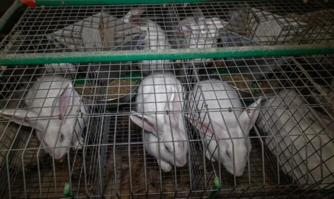 Na farmách v Evropské unii žije v klecích zhruba 70 milionů králíků. Foto: poskytnuto organizací CIWF