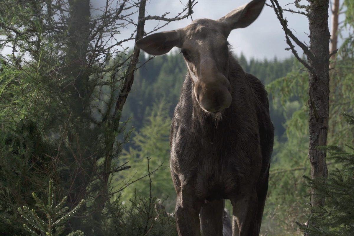 Losi se do České republiky vrátili v 50. letech minulého století stovky let poté, co byli vyhubeni. Foto: film Amoosed: losí odysea