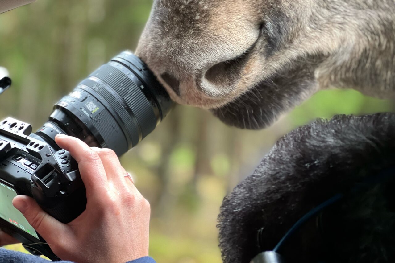 Dokument Hany Novákové Amoosed: losí odysea sleduje různé podoby vztahu lidé po celém světě s těmito zvířaty. Foto: film Amoosed: losí odysea