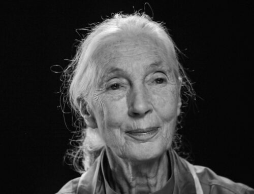 Zemřela primatoložka Jane Goodallová. „Jen když pomůžeme, dočkáme se všichni záchrany,“ říkala