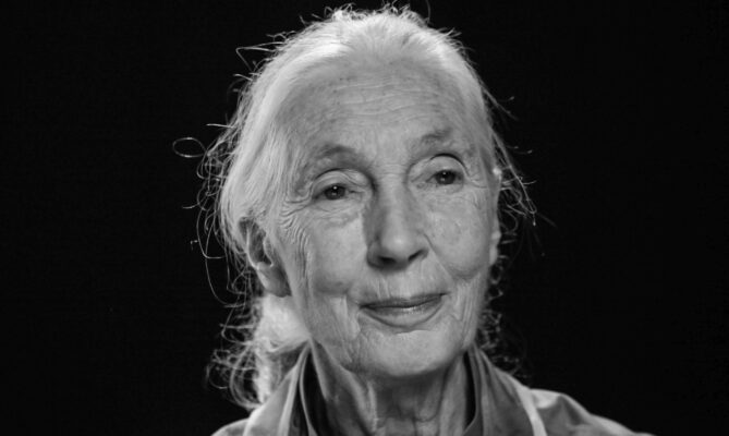 Jane Goodallová zemřela 1. října ve věku 91 let. Foto: ČTK / AP / Kathy Willens