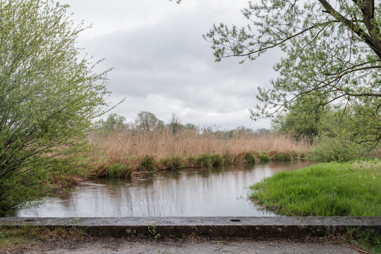 V oblastech vznikají tůně a obnovují se mokřady, díky čemuž se vrací voda do krajiny a s ní i živočichové. Foto: poskytnuto společností E.ON