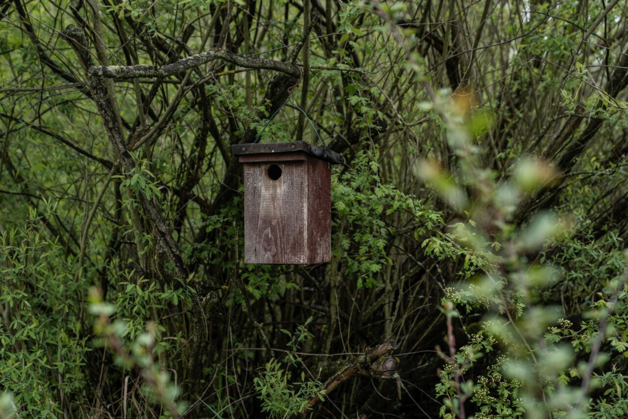 Na Josefovských loukách už od jejich revitalizace ornitologové pozorovali 205 druhů ptáků. Foto: poskytnuto společností E.ON