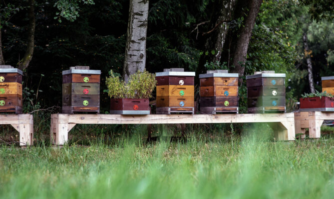 Termoterapie funguje efektivněji než léčba včelstev chemií. Stačí udělat dvě léčby krátce po sobě a ty zasáhnou celou populaci roztoče. Foto: Kateřina Hefler, Ekonews