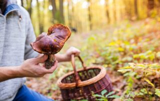 Klimatická změna přinese delší a teplejší období sucha, která houbám nesvědčí. Foto: Getty Images