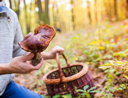 Nerostou a bude hůř. Jak změna klimatu dopadne na tuzemské houbaře