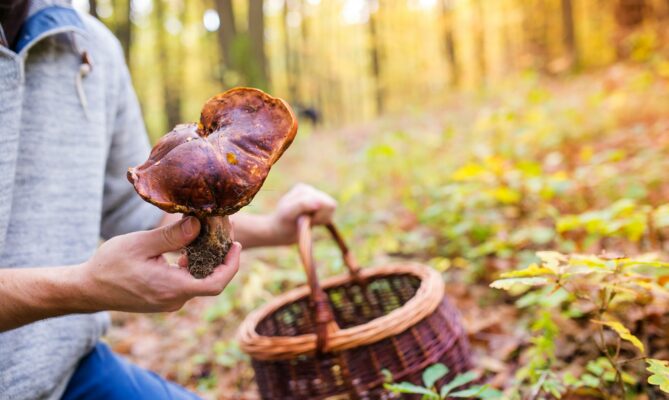 Klimatická změna přinese delší a teplejší období sucha, která houbám nesvědčí. Foto: Getty Images
