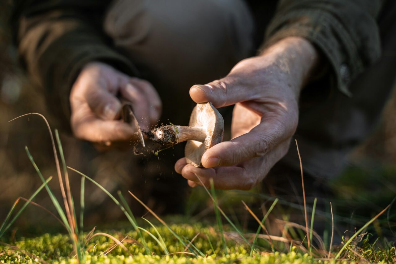 Houbaření je nedílnou součástí české kultury po staletí. Foto: Getty Images