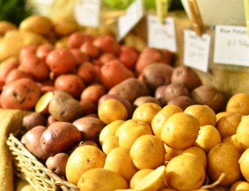 Brambory jsou nejjednodušší cesta, jak dostat biopotraviny do školních jídelen