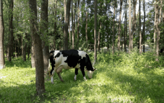 Krávy se budou moci od příštího roku pást v lese. Foto: poskytnuto webem Živá půda