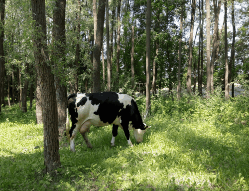 Lesní pastva povolena. Krávy či ovce se od příštího roku mohou pást mezi stromy