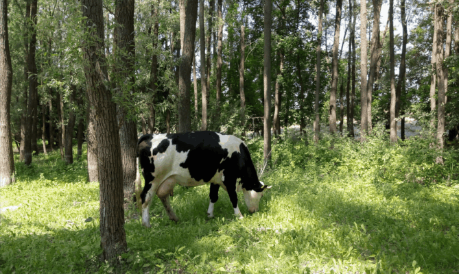 Krávy se budou moci od příštího roku pást v lese. Foto: poskytnuto webem Živá půda