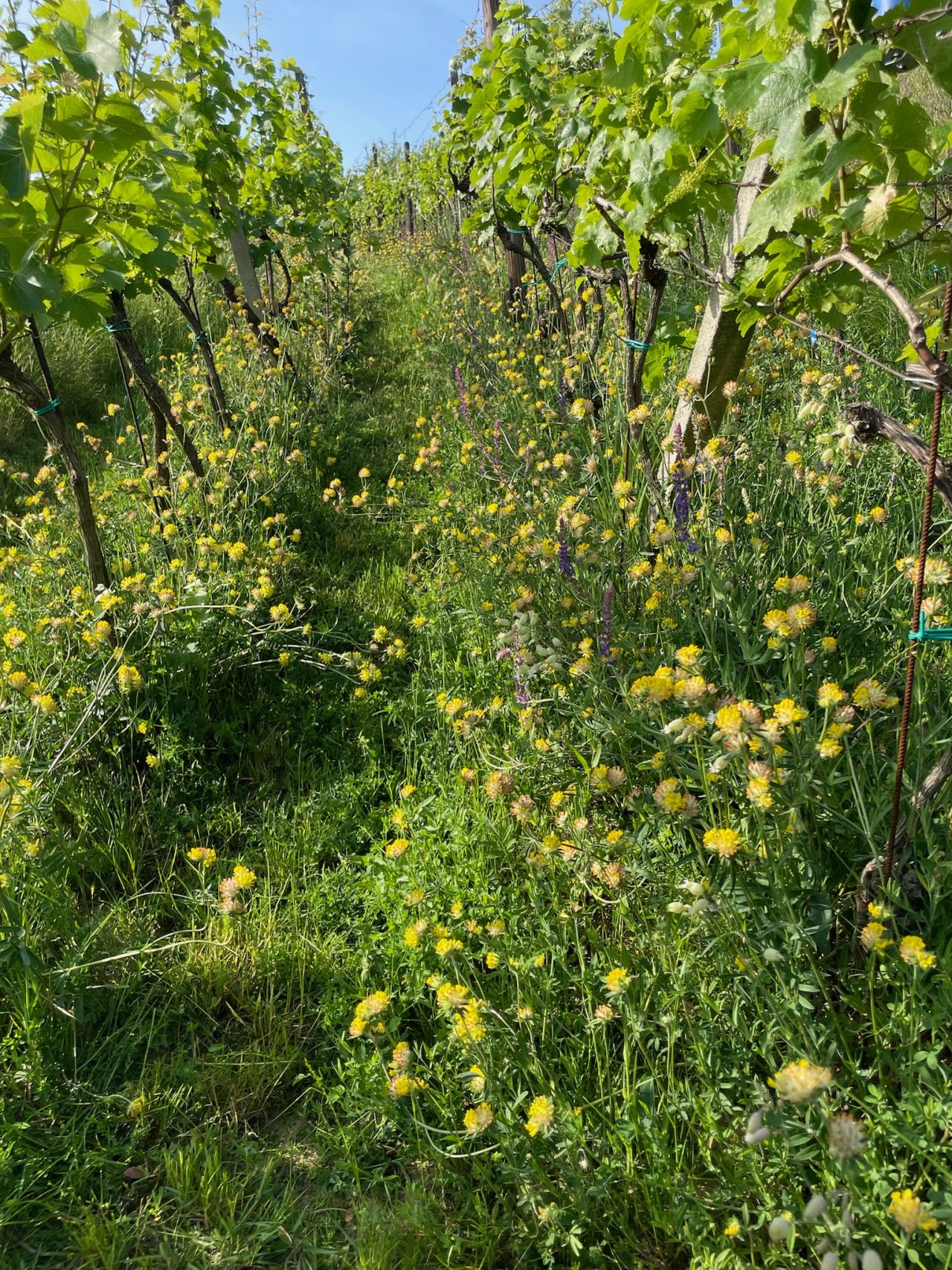 Vinice po výsadbě motýlí směsi. Foto: poskytnuto Martinem Hlávkou