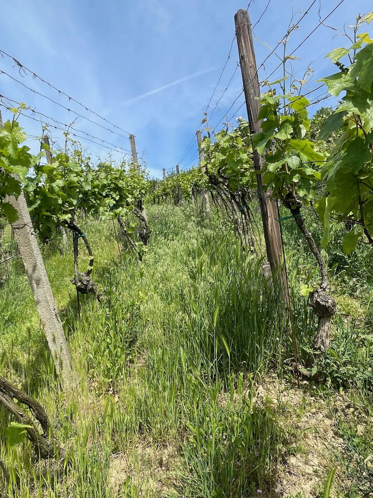 Vinice před výsadbou motýlí směsi. Foto: poskytnuto Martinem Hlávkou